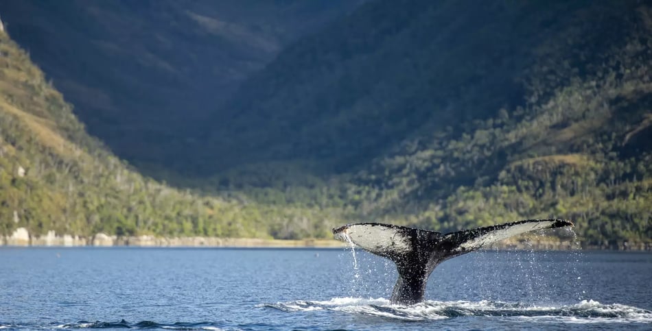 Essential Patagonia 1 HUMPBACK WHALE-PASO SHAG-WEST STRAIT OF MAGELLAN_Patagonia_LUIS-BERTEA.jpg-1