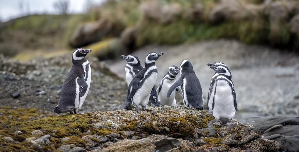 Essential Patagonia MAGELLANIC PENGUIN-TUCKER ISLETS-WHITESIDE CHANNEL_Patagonia_LUIS-BERTEA.jpg-1