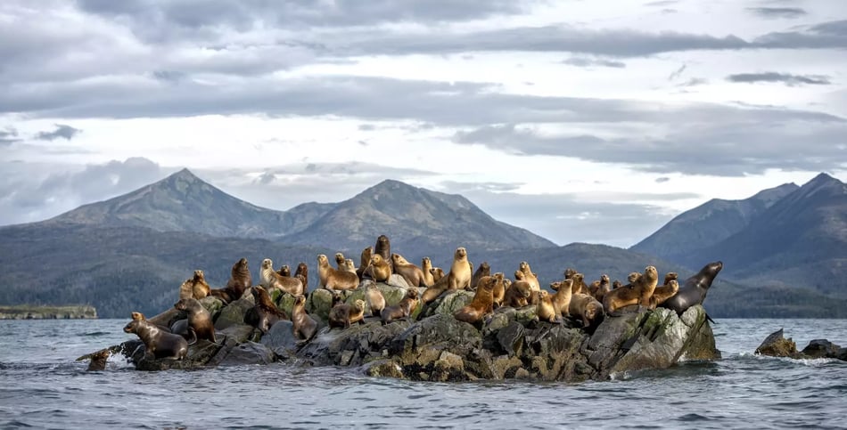 Essential Patagonia SOUTH AMERICAN SEA LION-TUCKER ISLETS-WHITESIDE CHANNEL_Patagonia_LUIS-BERTEA.jpg-1
