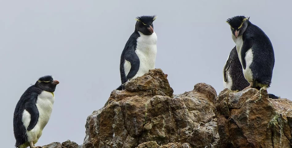 Essential Patagonia SOUTHERN ROCKHOPPER PENGUIN-PARRY FJORD ENTRANCE-ALMIRANTAZGO SOUND_Patagonia_LUIS-BERTEA.jpg-1