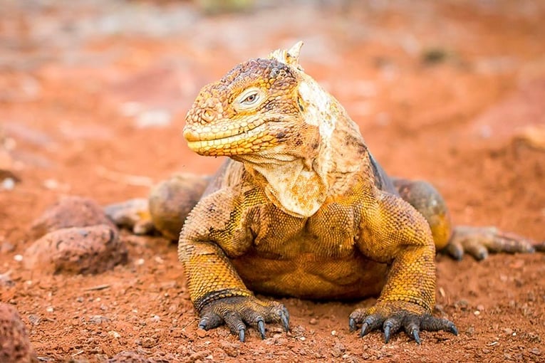 Finch Bay Galapagos Hotel, Galapágy land-iguana-galapagos-islands