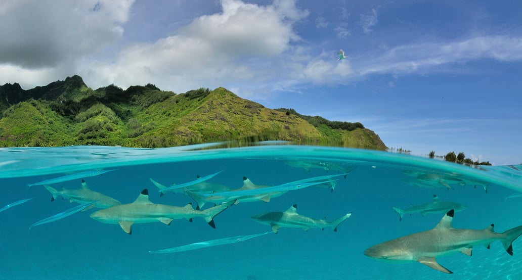 Fracouzská Polynésie_Lagoonarium Moorea_shutterstock_583325632