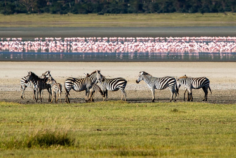 Gibbs Farm Gibbs-Farm-Ngorongoro-Crater-Day-Excursion