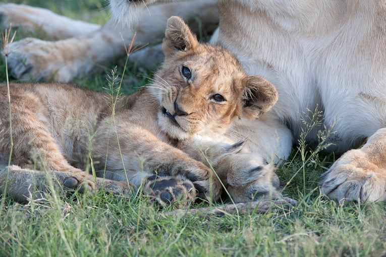 Gibbs Farm Gibbs-Farm-lion-cub-1