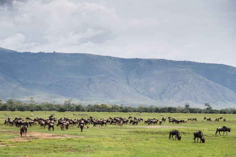 Gibbs Farm Gibbs-Farm-wildebeest-Herd