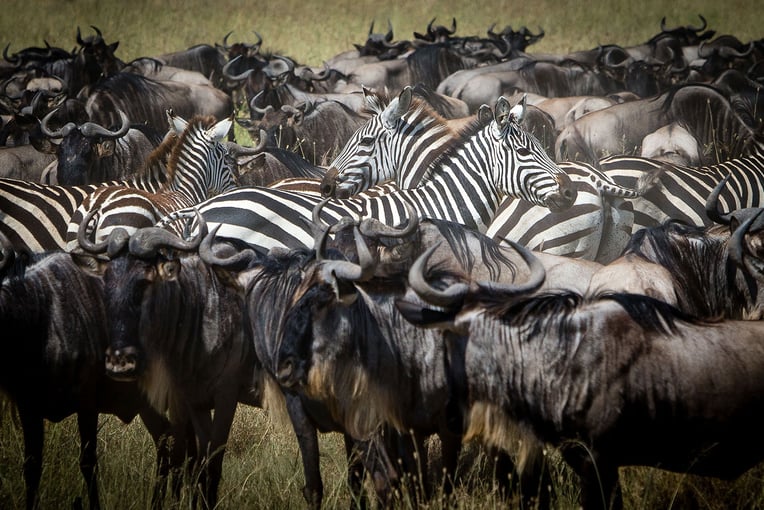 Gibbs Farm Gibbs-Farm-wildebeest-zebra