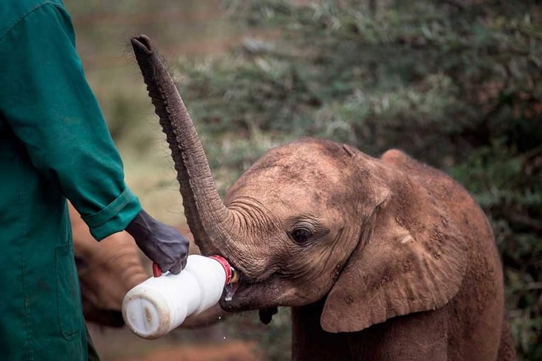Giraffe Manor Hotel, Keňa – Nairobi | Exclusive Tours Elephant-Orphanage-at-Giraffe-Manor.