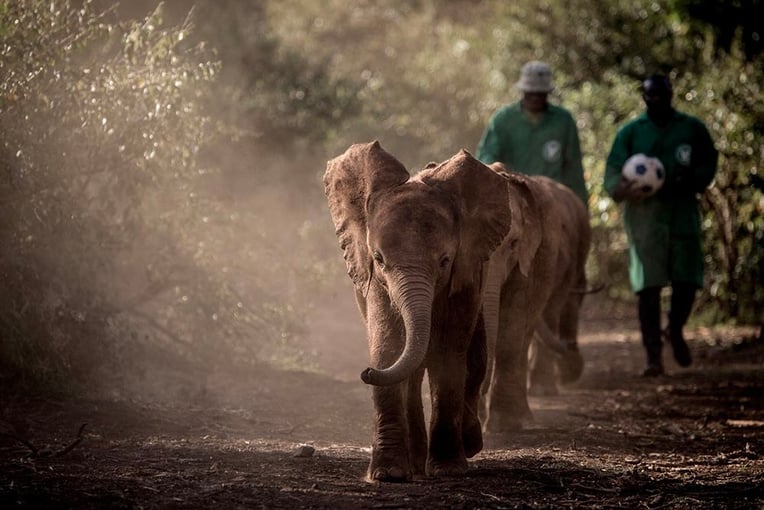 Giraffe Manor Hotel, Keňa – Nairobi | Exclusive Tours Giraffe-Manor-Elephant