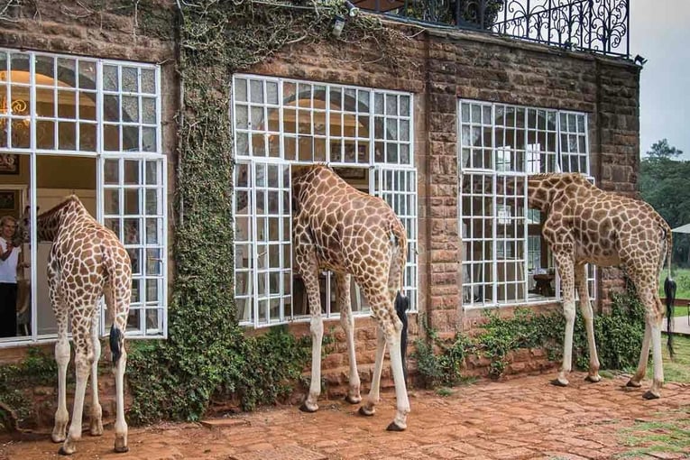 Giraffe Manor Hotel, Keňa – Nairobi | Exclusive Tours The-Safari-Collection-GM-Activities