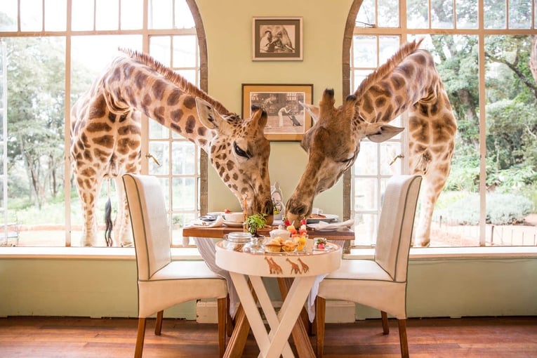 Giraffe Manor Hotel, Keňa – Nairobi | Exclusive Tours breakfastwithgiraffe