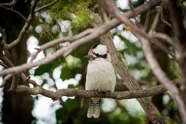 Gwinganna Lifestyle Retreat Gwinganna_Kookaburra