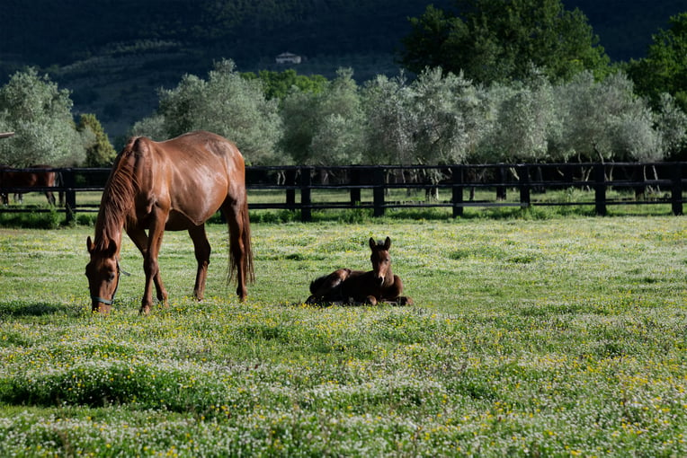 Il Borro Relais & Châteaux maneggio-cavalli_res