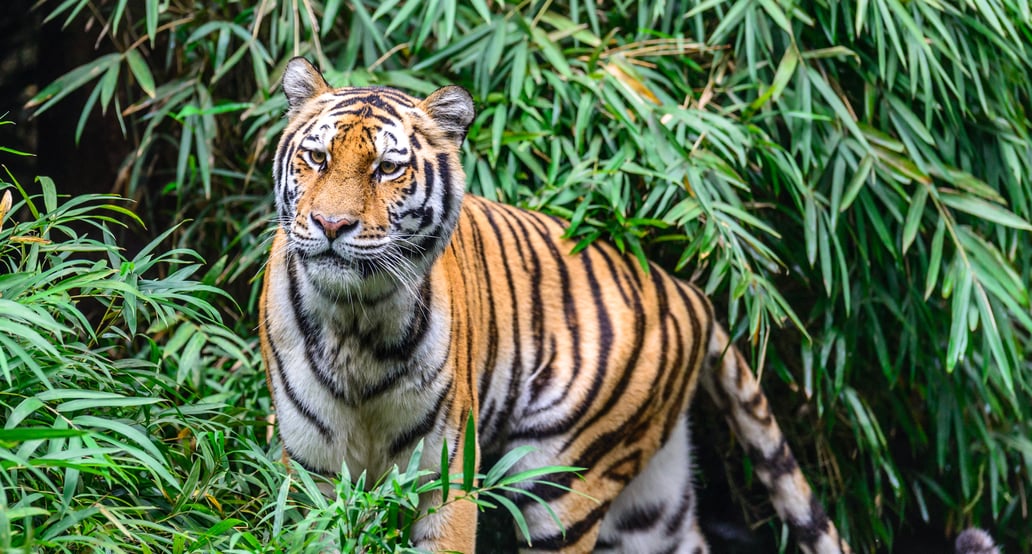 Indie safari bengálský tygr Ranthambore národní park shutterstock_499964698