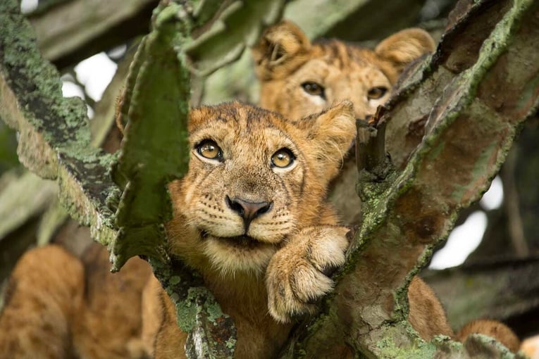 Kyambura Gorge Lodge, Uganda –Kyambura Gorge | Exclusive Tours Lion-Braczkowski_test50_26-1