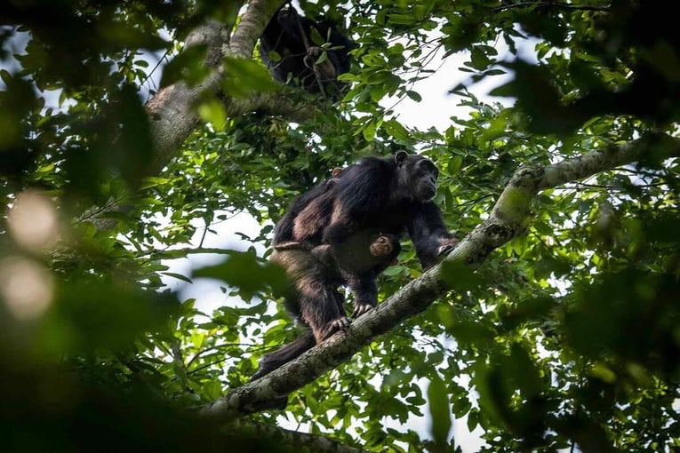 Kyambura Gorge Lodge, Uganda –Kyambura Gorge | Exclusive Tours volcanoes-safaris-7-day-chimpanzee-gorilla-safari-kyambura-bwindi