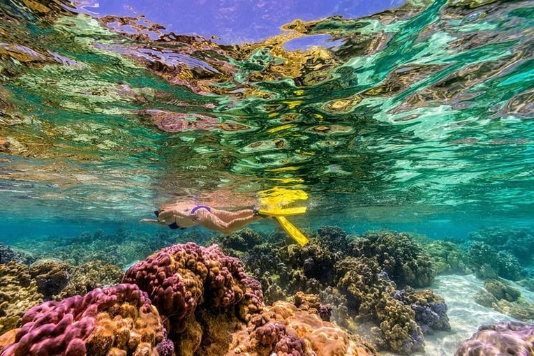 Le Tahaa  le-taha-a-island-resort-spa-snorkelling-coral-garden