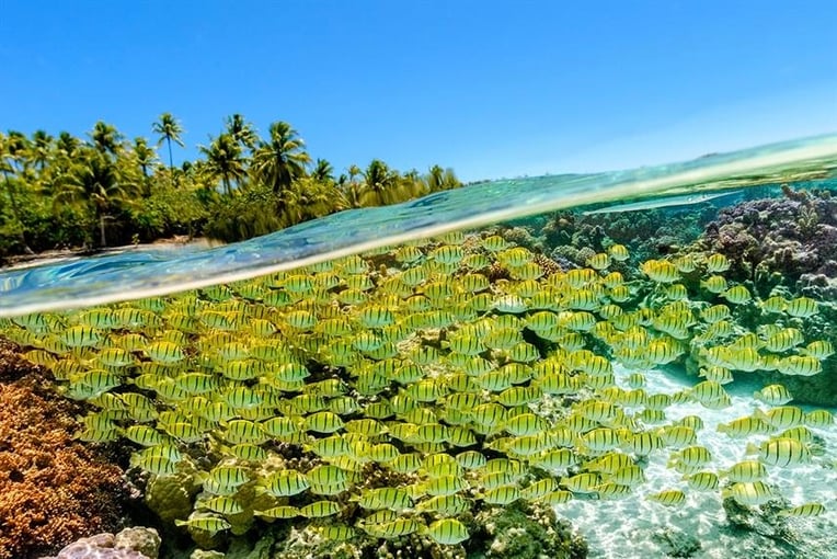 Le Tahaa le-taha-a-island-resort-spa-snorkelling-coral-garden