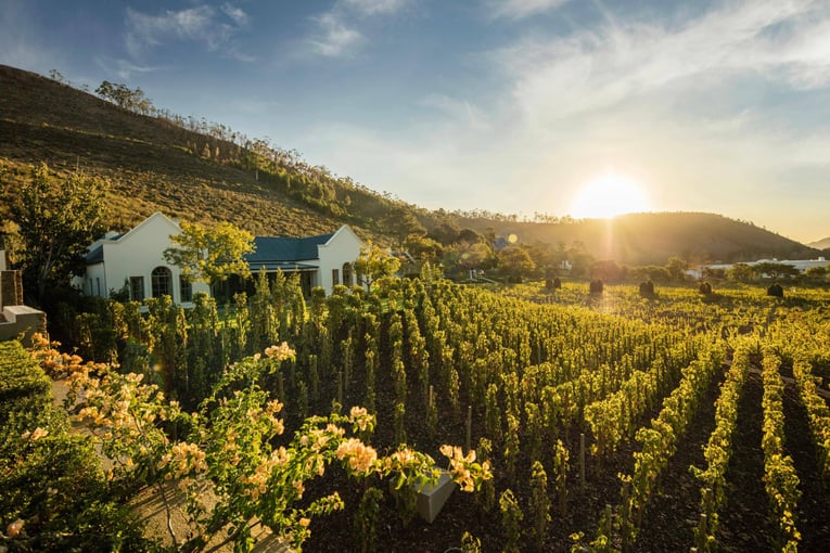 Leeu Estates | Exclusive Tours Leeu_Estates___Vineyard_Cottage