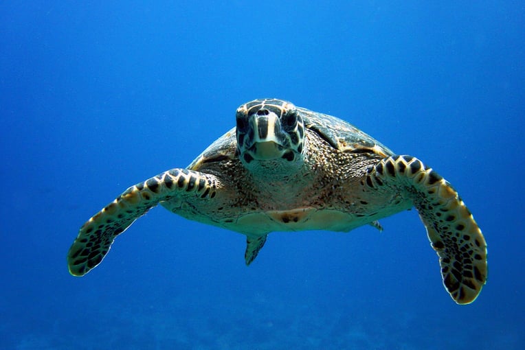 Lily Beach Resort & Spa Hawksbill Turtle Curious