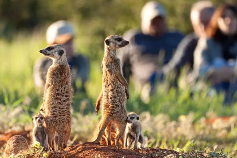 Loapi Tented Camp, JAR – Tswalu Kalahari Reserve | Exclusive Tours Meerkats-3-1024x576