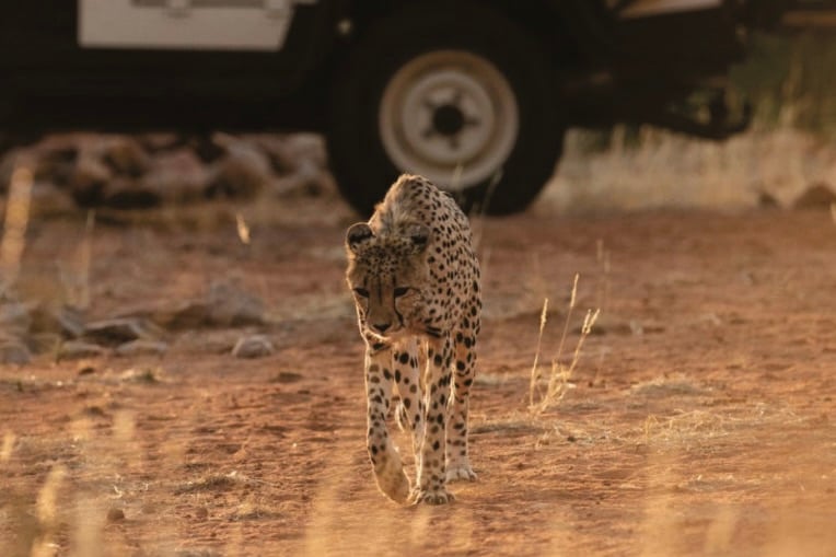 Loapi Tented Camp, JAR – Tswalu Kalahari Reserve | Exclusive Tours Photography-thumbnail-764x1024