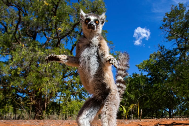 Madagaskar shutterstock_256089874