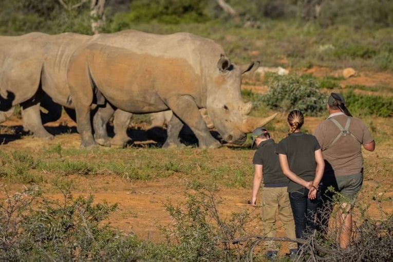 Magic Hills private Collection Rhinos-walking-safari-1294x554-1