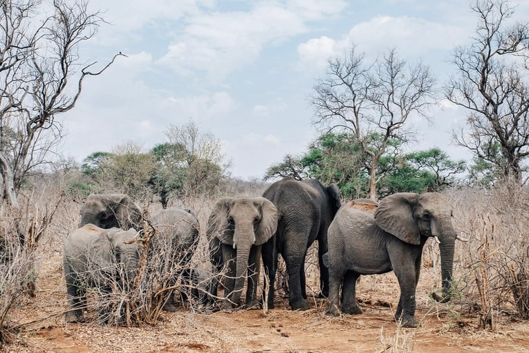 Matetsi Victoria Falls matetsi-staging-image-elephants