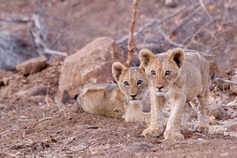 Matetsi Victoria Falls matetsi-staging-image-lioncubs