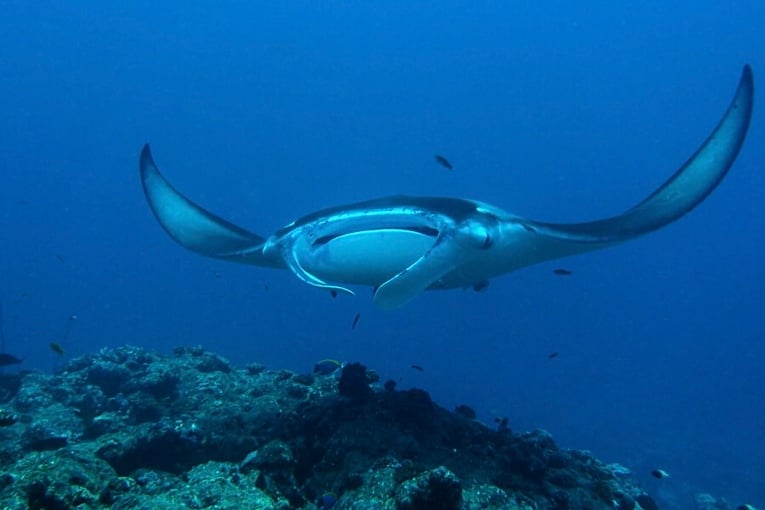 Milaidhoo Milaidhoo-Maldives-underwater-manta-rays-4