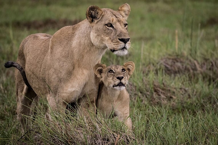 Mombo Camp, Botswana – Masarwa | Exclusive Tours mombo-iconic-lioness-and-cub