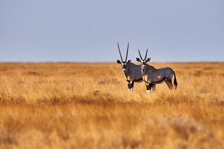 Namibie shutterstock_273262388