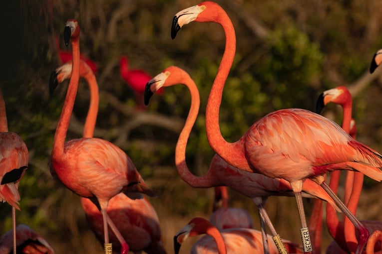 Necker Island necker-island-flamingos-4-q90