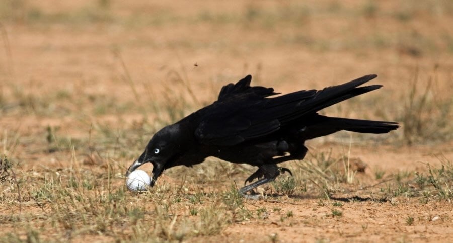 Nejzajímavější golfová hřiště_Nullarbor Links_Theiving-Crow-Dengios-Den_900