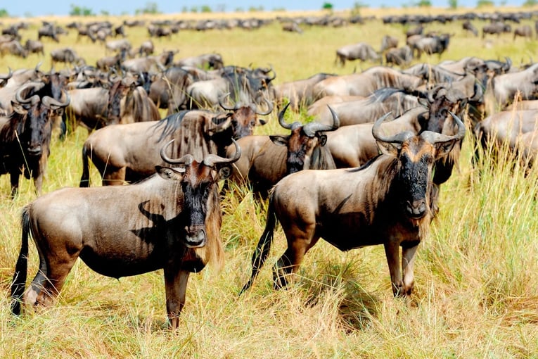 One Nature Nyaruswiga Ngorongoro-Crater-Visit-1