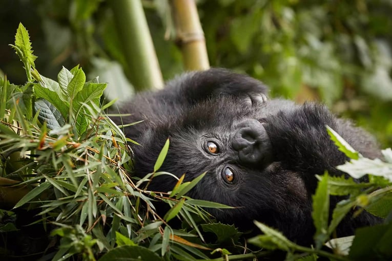 One&Only Gorillas Nest oogn-flora-fauna-gorilla-trek-1