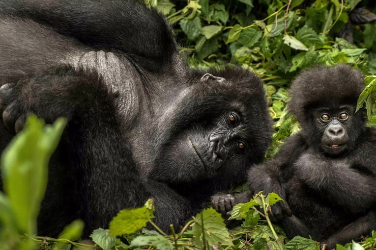 One&Only Gorillas Nest oogn-stock-gorillas-2
