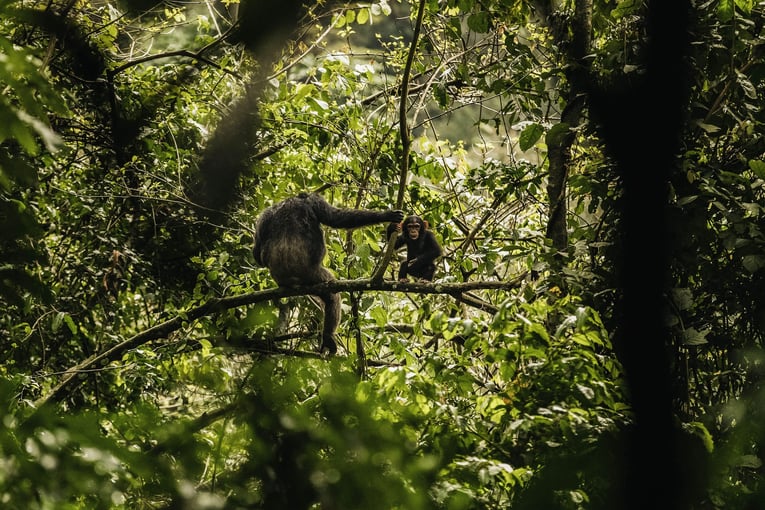 One&Only Nyungwe House oonh-activities-chimpanzee-trek-1