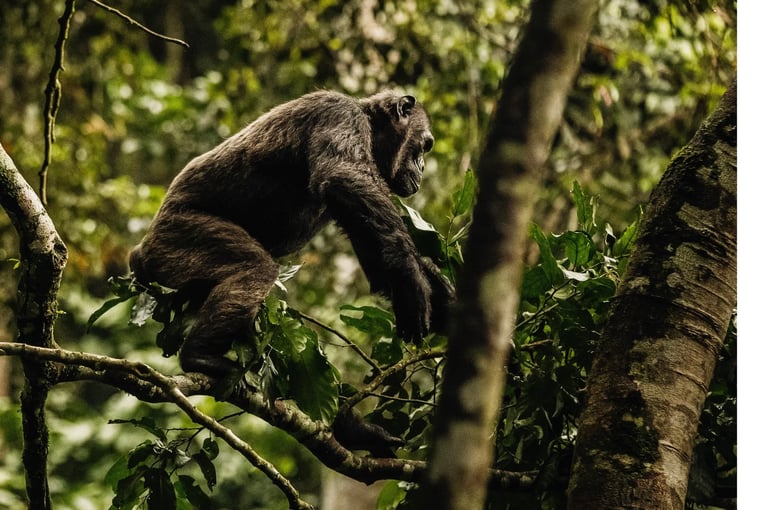 One&Only Nyungwe House oonh-activities-chimpanzee-white-border-1