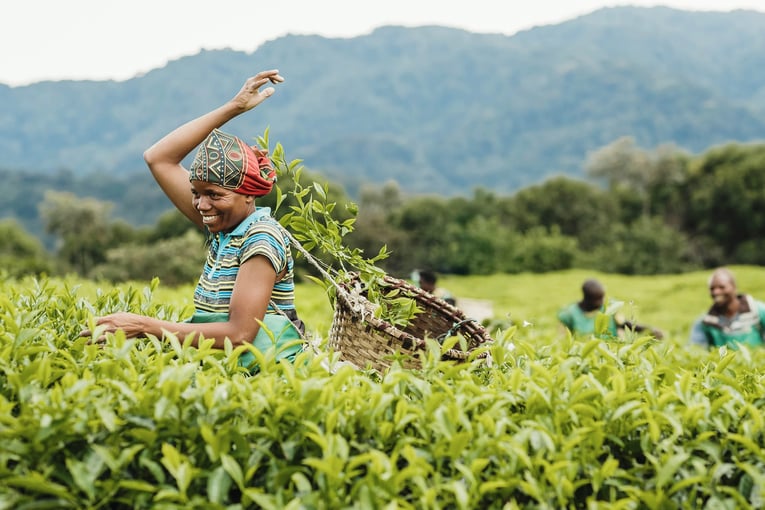 One&Only Nyungwe House oonh-resort-tea-pickers-2
