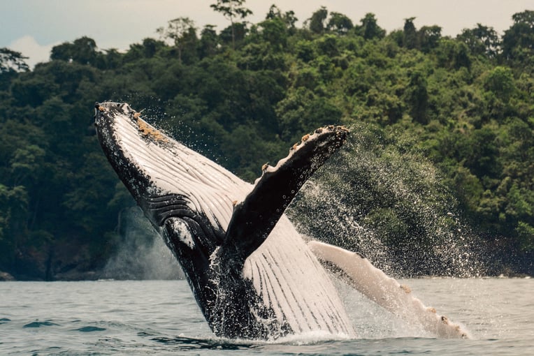 Panama – dovolená v tropickém ráji | Exclusive Tours IS_Wildlife11PAN_6406