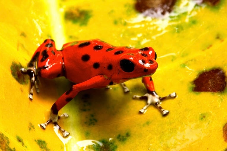 Panama – dovolená v tropickém ráji | Exclusive Tours Strawberry poison frog sitting on yellow leaf
