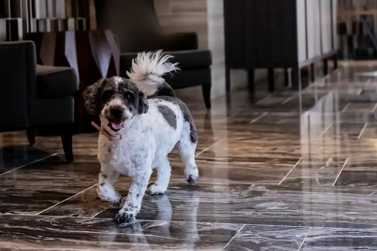 Park Hyatt NY NYCPH-P0751-Dog-Pet-Treats-Lobby-Running.16x9