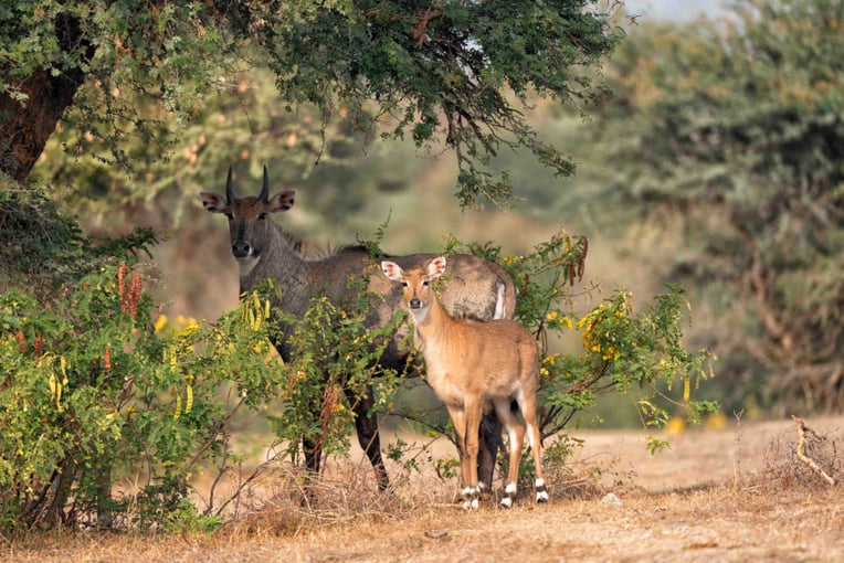 SUJÁN JAWAI, Indie – Rajasthan ANJ00797 A