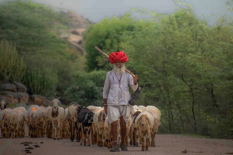 SUJÁN JAWAI, Indie – Rajasthan DSC_0276-2