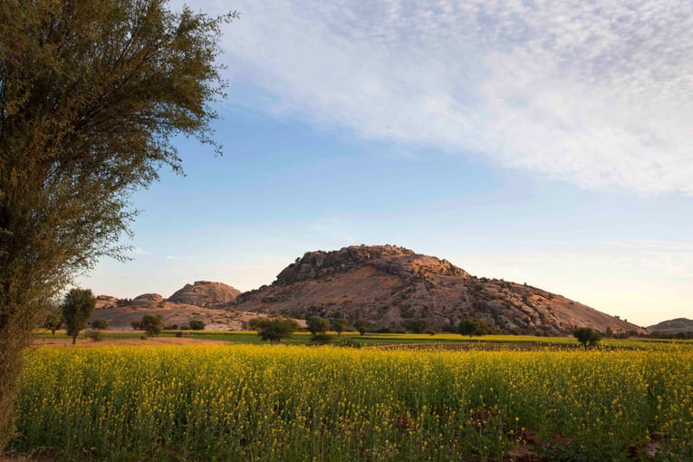 SUJÁN JAWAI, Indie – Rajasthan Mustard and Nag Giri A