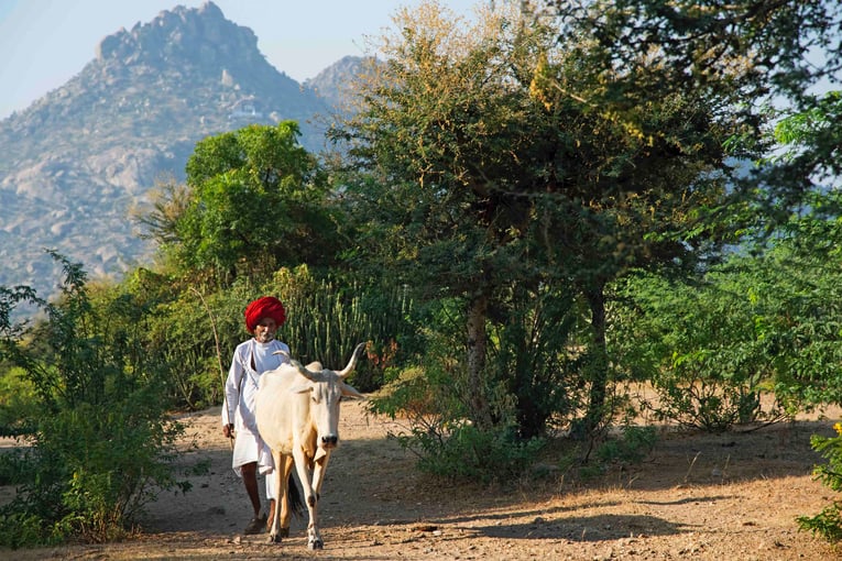 SUJÁN JAWAI, Indie – Rajasthan _ANJ0004 A