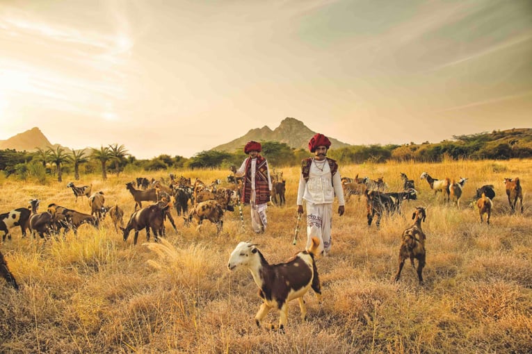 SUJÁN JAWAI, Indie – Rajasthan _ANJ0784 A