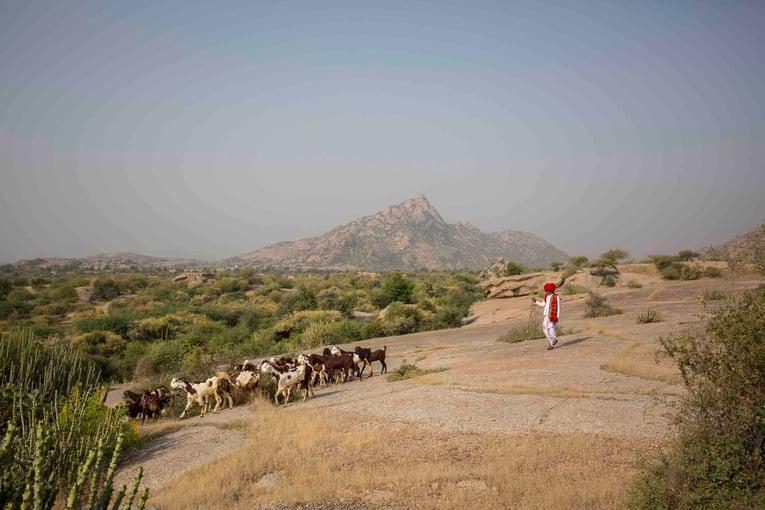 SUJÁN JAWAI, Indie – Rajasthan _B8A9151