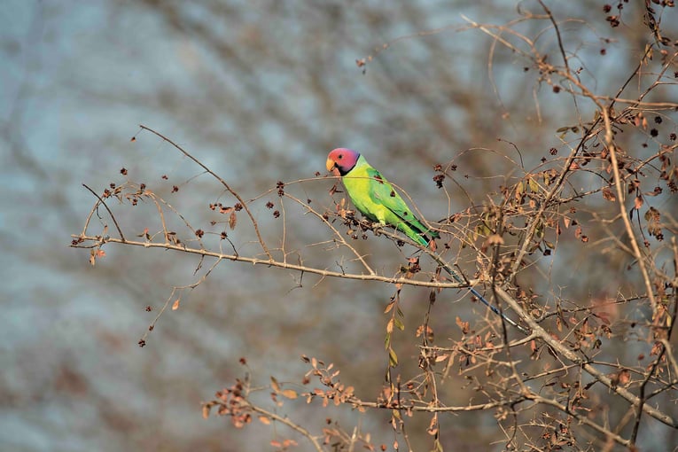 SUJÁN SHER BAGH, Ranthambhore ORIGINALDSC_3117 A